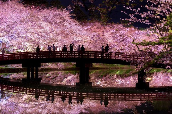 【画像】井の頭公園の夜桜ヤバすぎワロタｗｗｗｗｗｗｗｗｗ【花見】