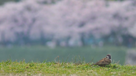 【画像】春だし撮った桜の写真あげてく【花見】