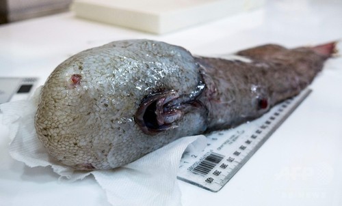 【閲覧注意】深海で採取された「顔のない魚」をご覧ください。