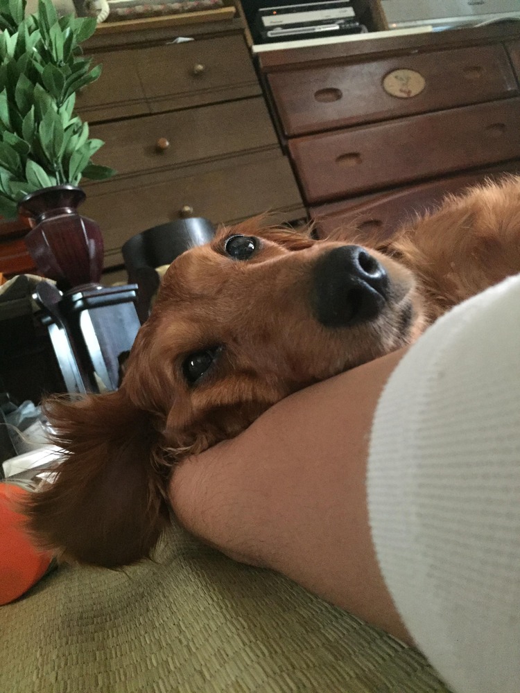 【犬】ワイのイッヌ、腕枕で恋人気分