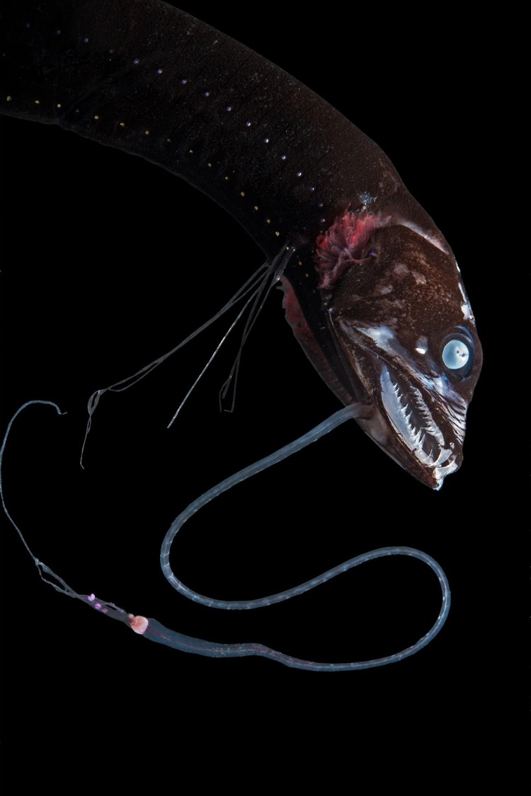 【閲覧注意】黒い深海魚『スーパーブラックフィッシュ』、99.9％の光を吸収と判明、闇に紛れる