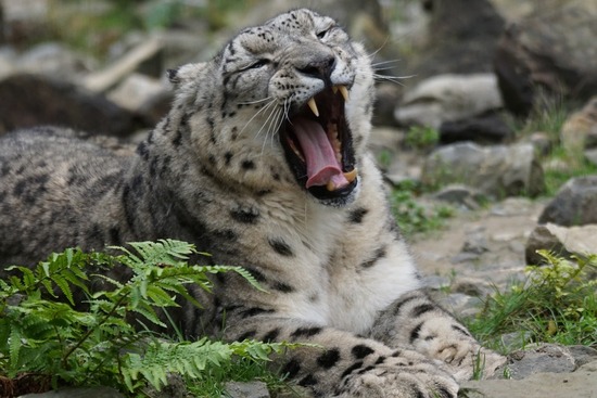 snow-leopard-973244_960_720